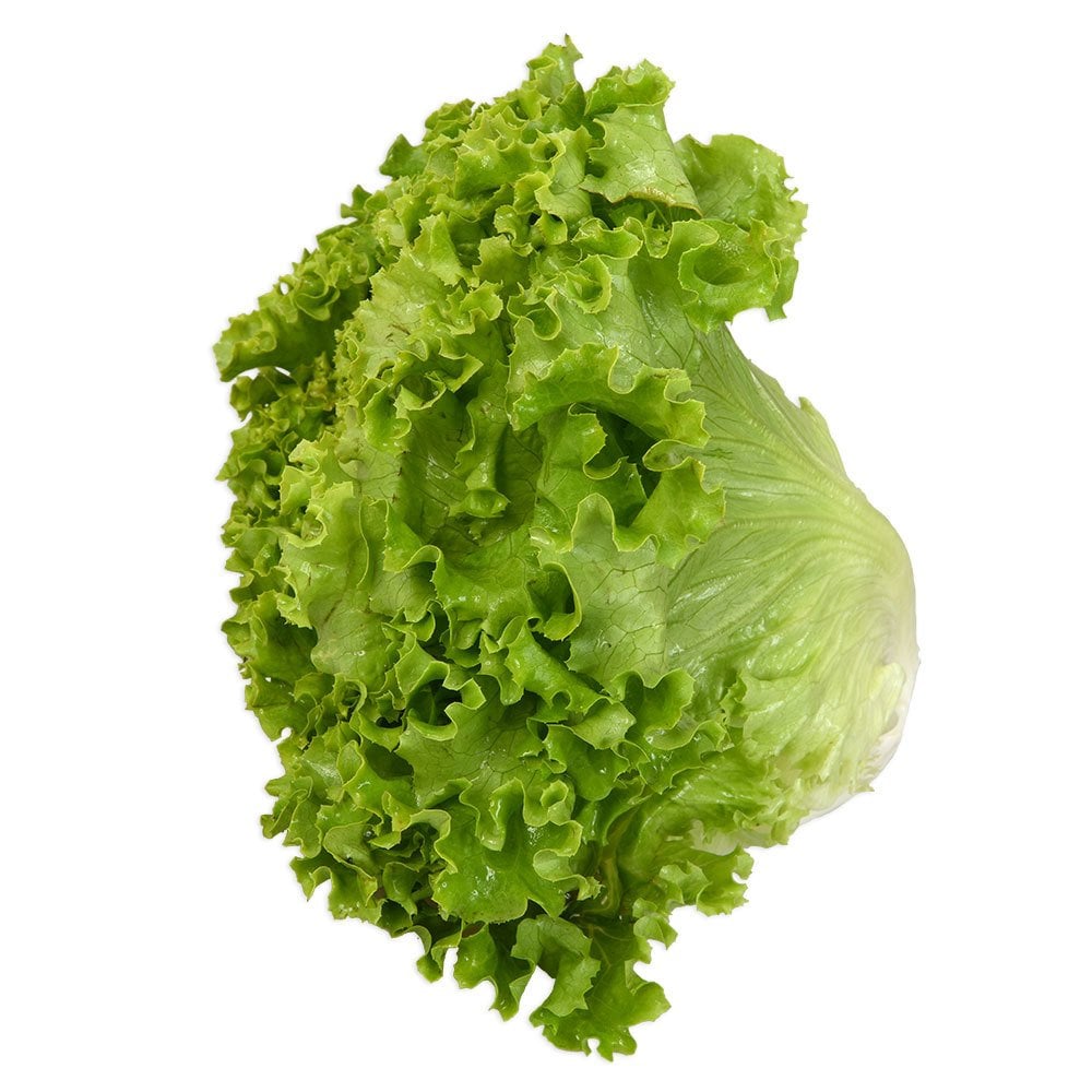 Kıvırcık Marul 1 Adet