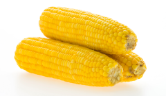 MISIR TAZE SUTLU 1 ADET