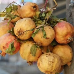 Nar Zivzik (Siirt) 1 kg